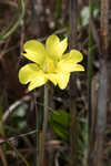 Yellow butterwort